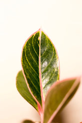 Aglaonema x lotus
